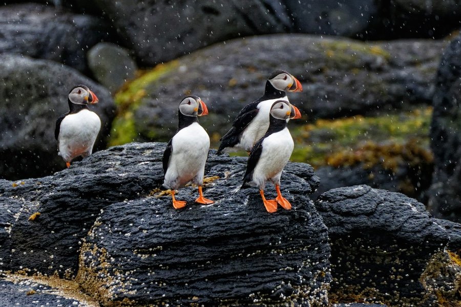 Mass death of seabirds across UK and Europe following winter storms underlines fragility of populations