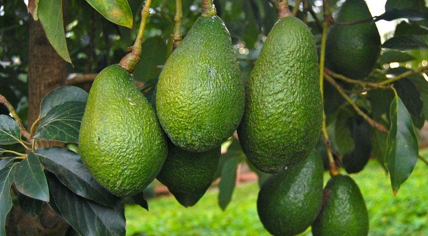 Morocco Becomes Africa’s Top Avocado Exporter – Assahifa