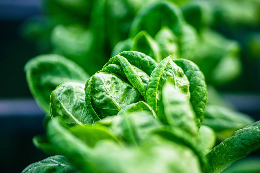 Scaling the future: why Europe’s global edge depends on food tech