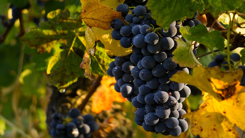 The EU’s Wine Package – OpEd – Eurasia Review