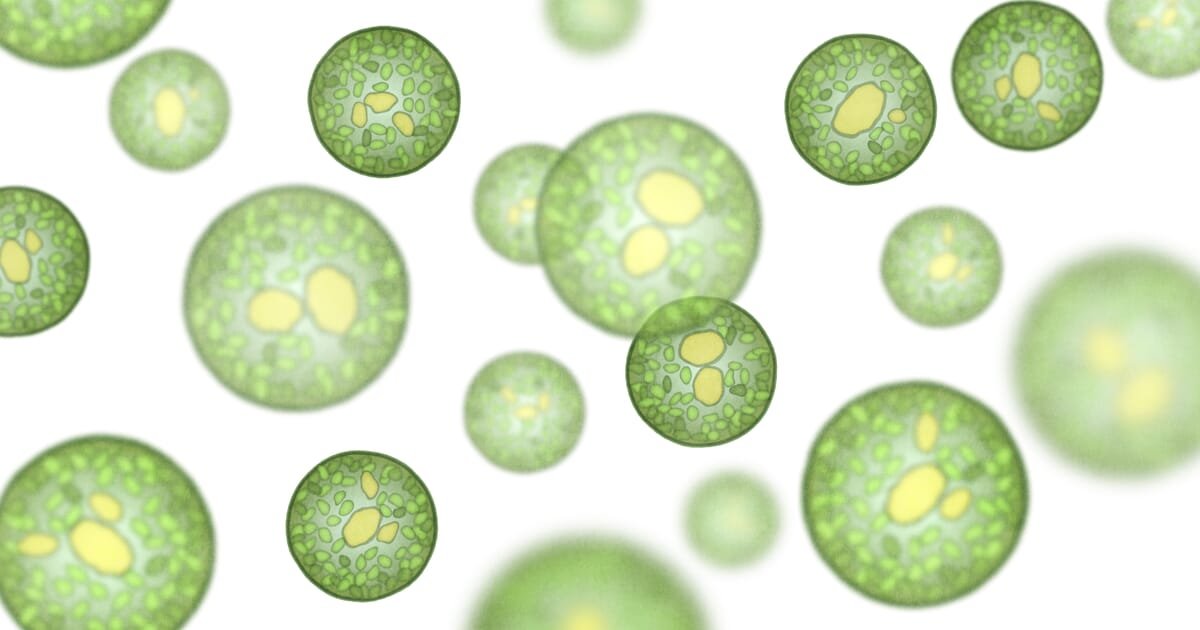 EU-funded project advances microalgae for feed, food and packaging