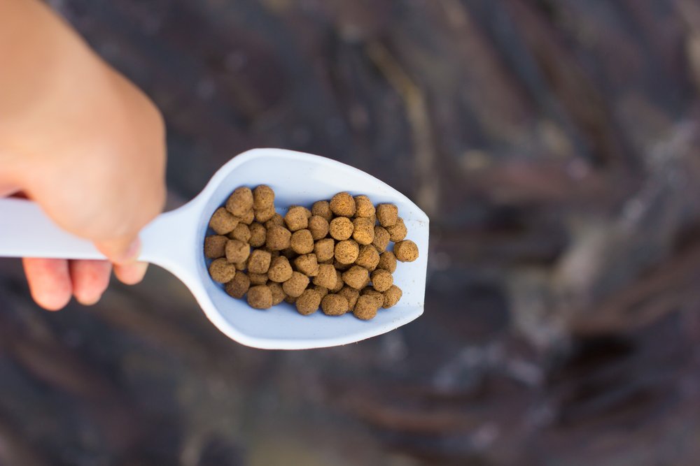 New Aquaculture Study Says Shift From Wild Fish to Plant Feed is Less Environmentally Sustainable