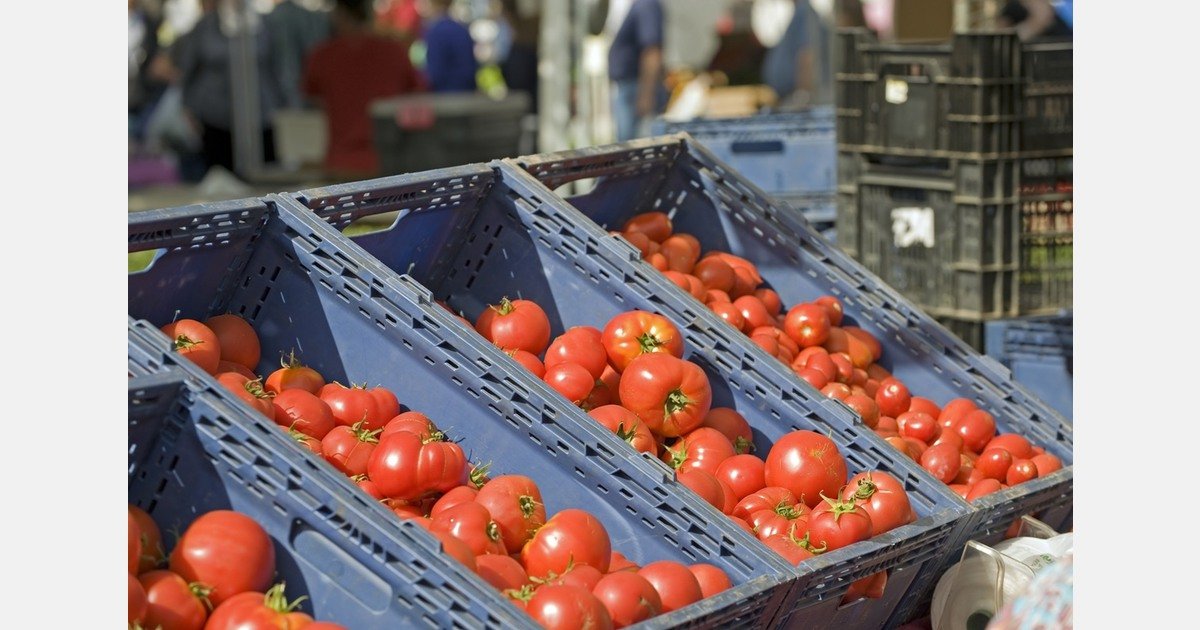 Morocco banks on export aid to sell tomatoes outside of Europe