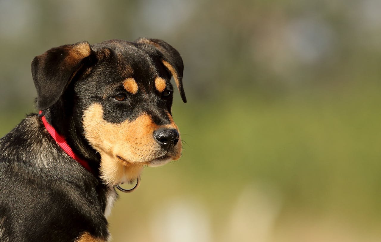 tricolor dog looking forlorn