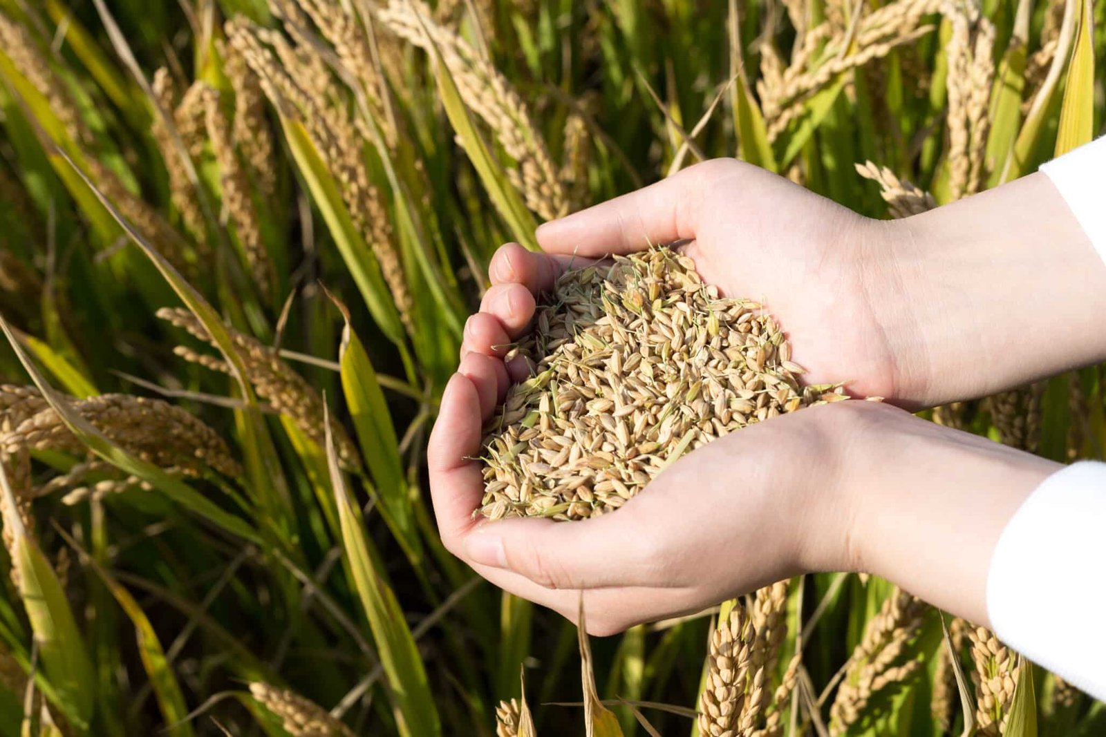 hand with cereal seed