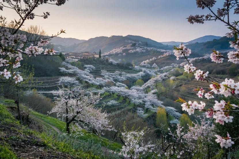 Cherry blossoms