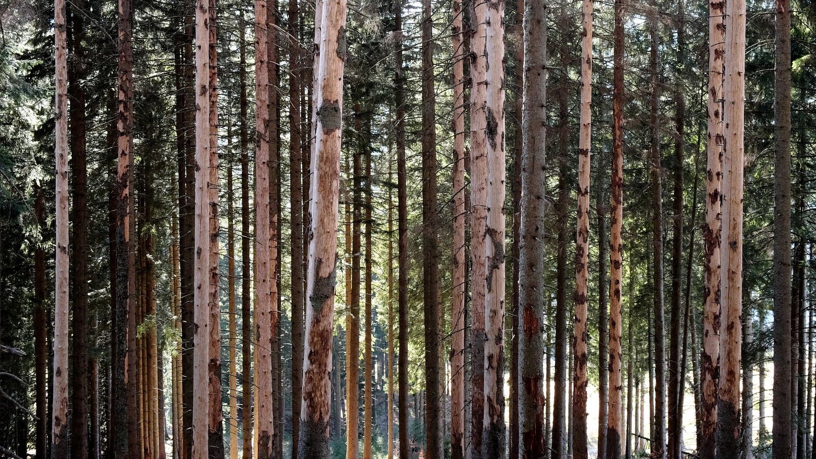 Tree trunks with clearly visible bark beetle damage: large areas of bark are missing, and the trunks appear severely affected.