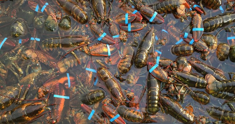 Tech firm offers Canadian lobster sector answer to new EU traceability standards