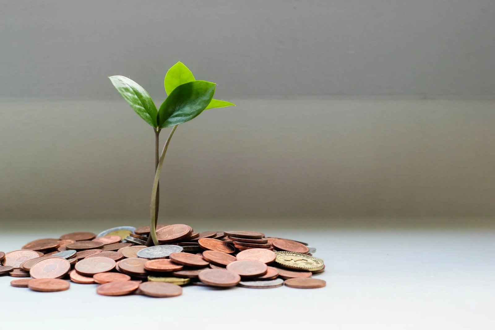 The Ultimate Founder’s Guide to Fundraising Services – Daily Business