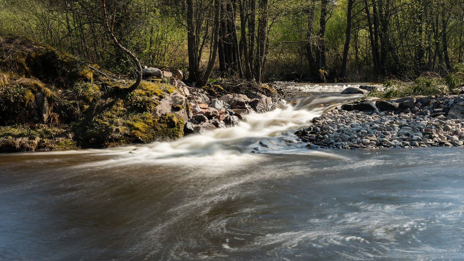 Fisheries fees and voluntary projects support the return of eels