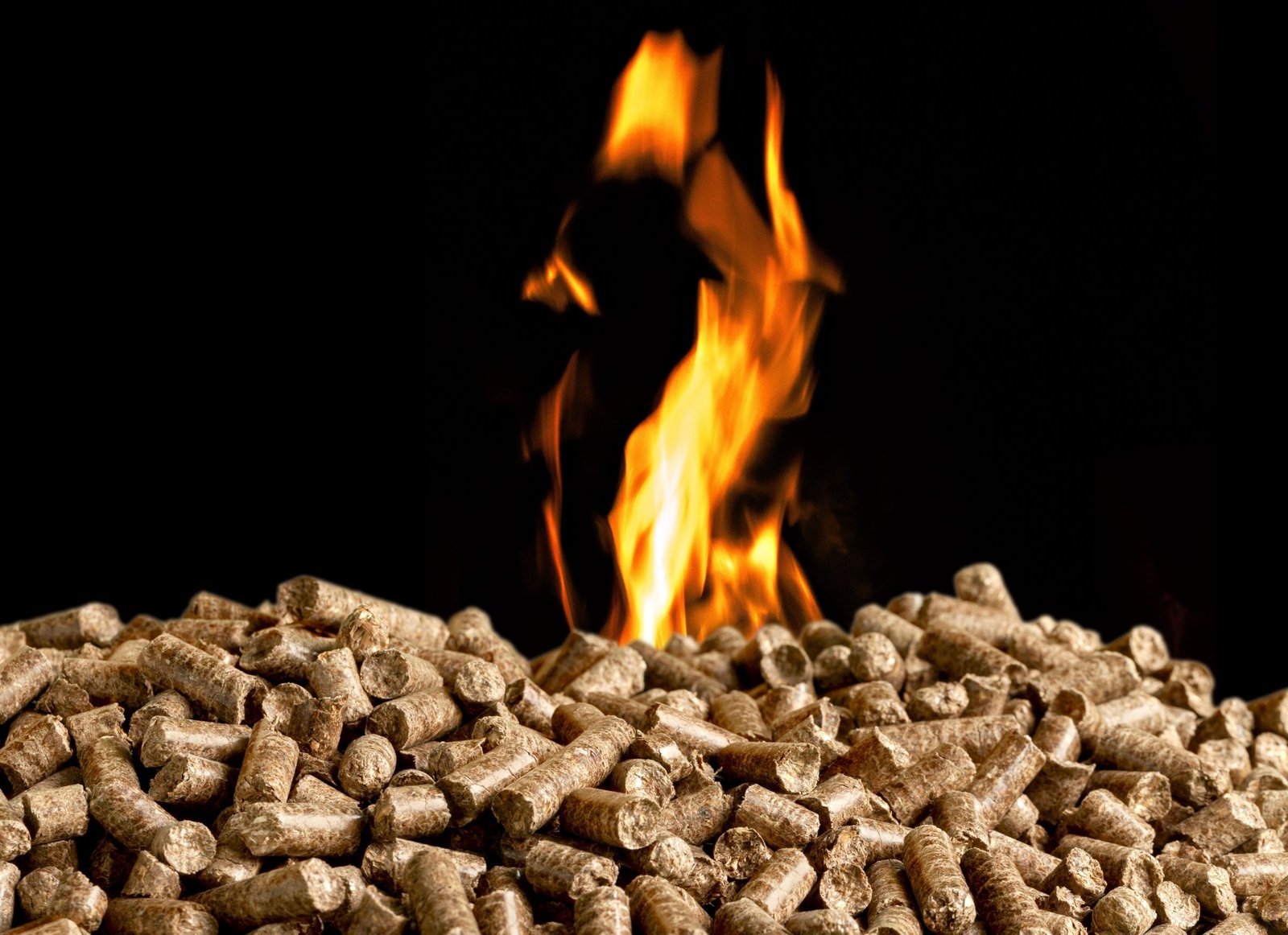 Forest advocates accuse EU energy firm of Dutch biomass certification fraud