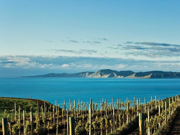 Yealands Wines Leads Carbon Reduction Drive with Innovative Sustainability Strategy