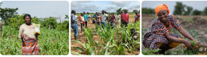 Rethinking rural finance through capital architecture: An introduction