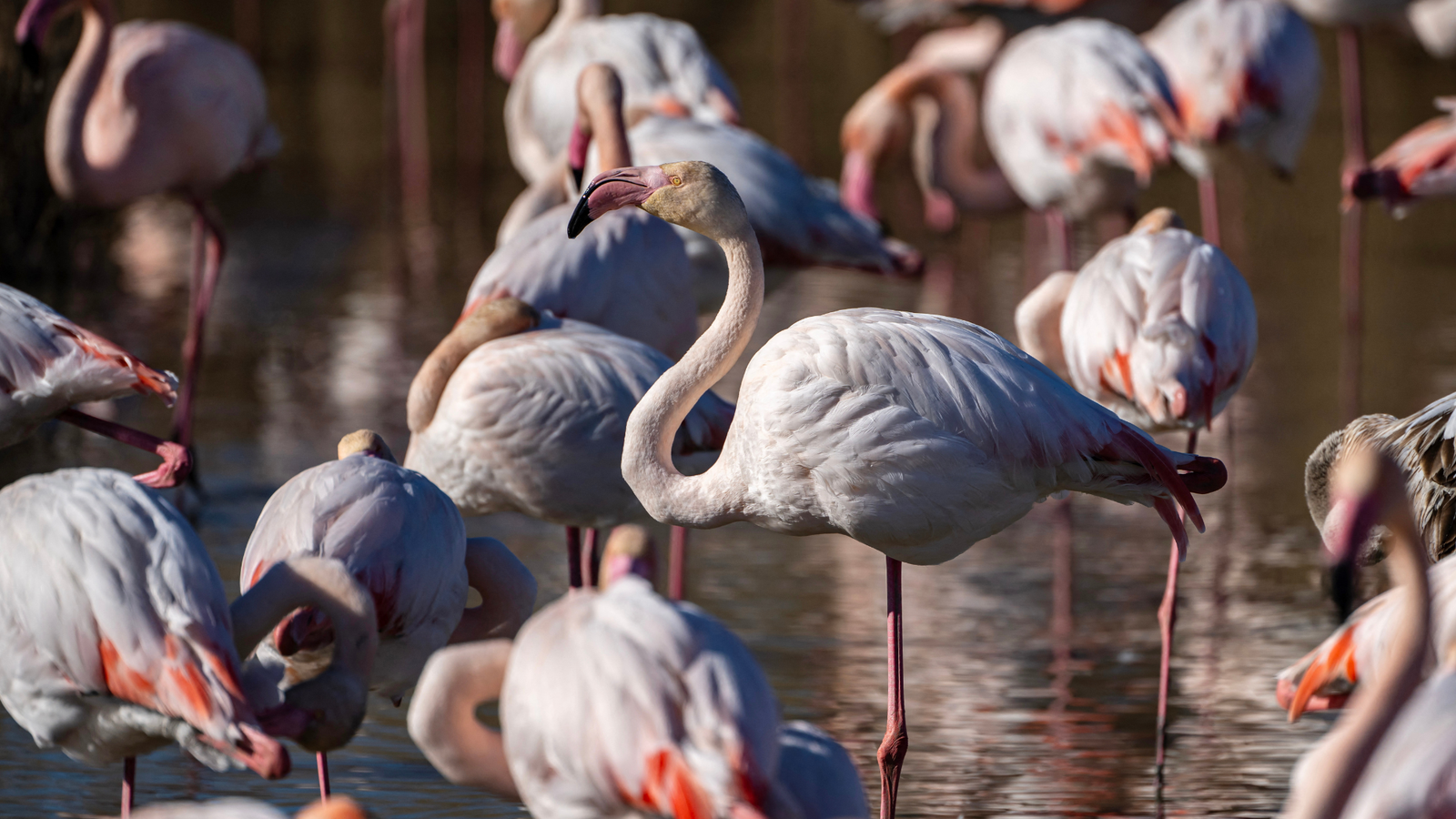The best places for a birdwatching trip in Europe