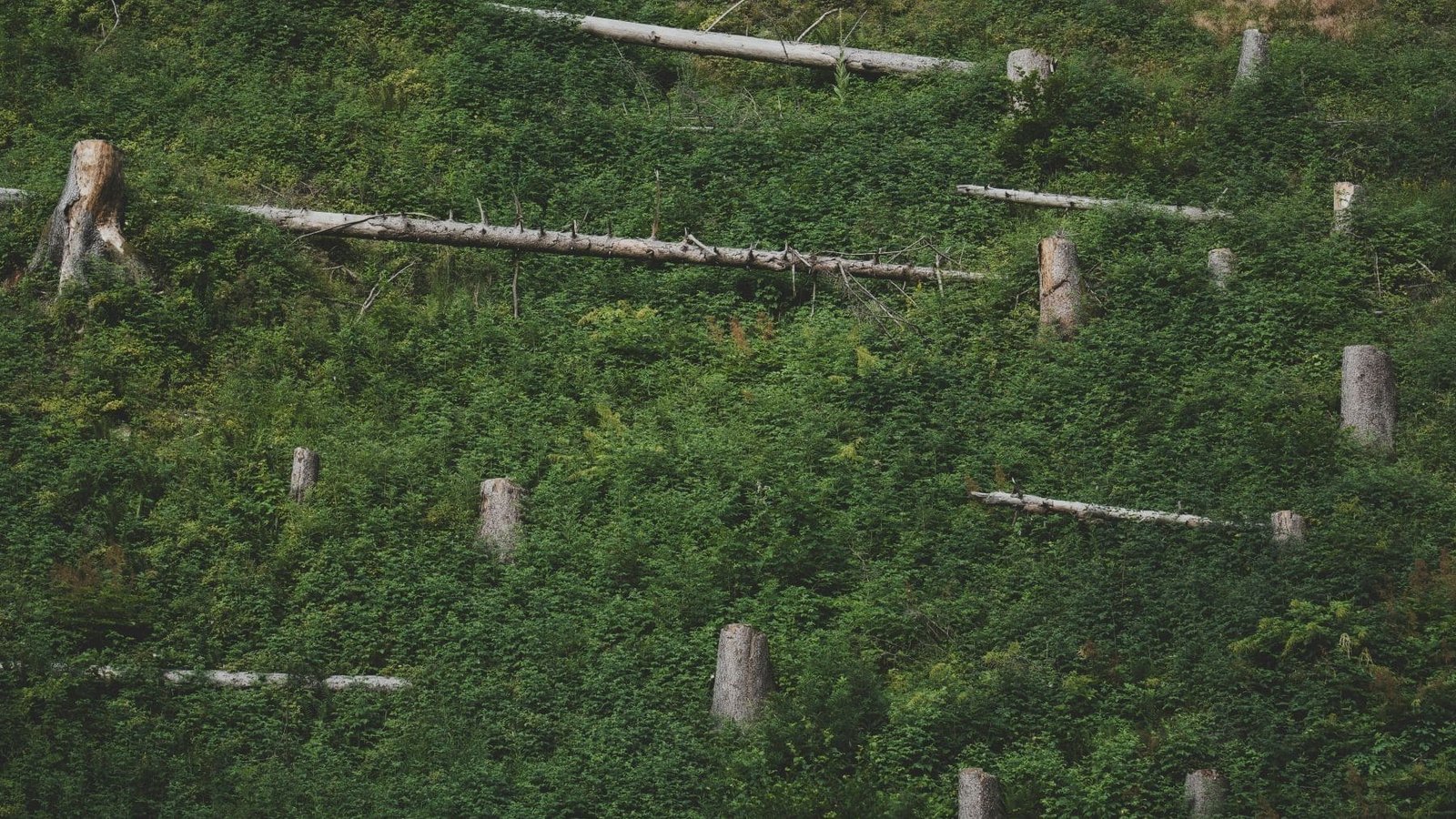 The EU implements a law against deforestation despite environmentalists' criticism