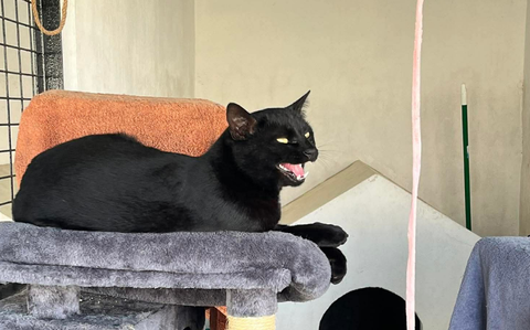 Rota’s Adoptable Pet of the Month: Bagheera