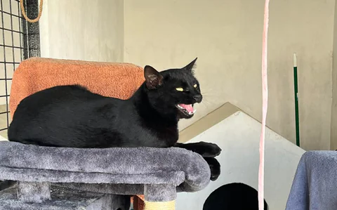 Rota’s Adoptable Pet of the Month: Bagheera