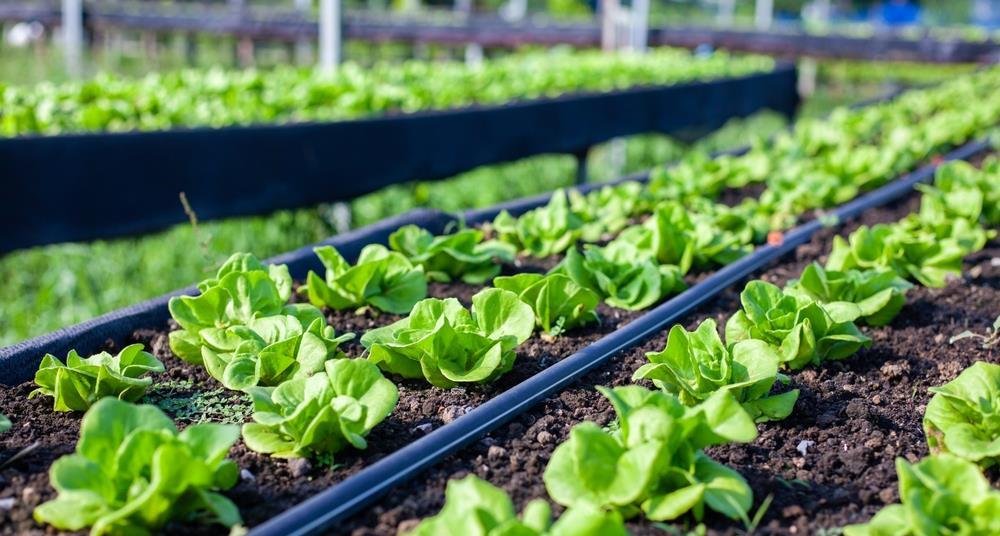 Researchers identify five barriers slowing Europe's food system transformation