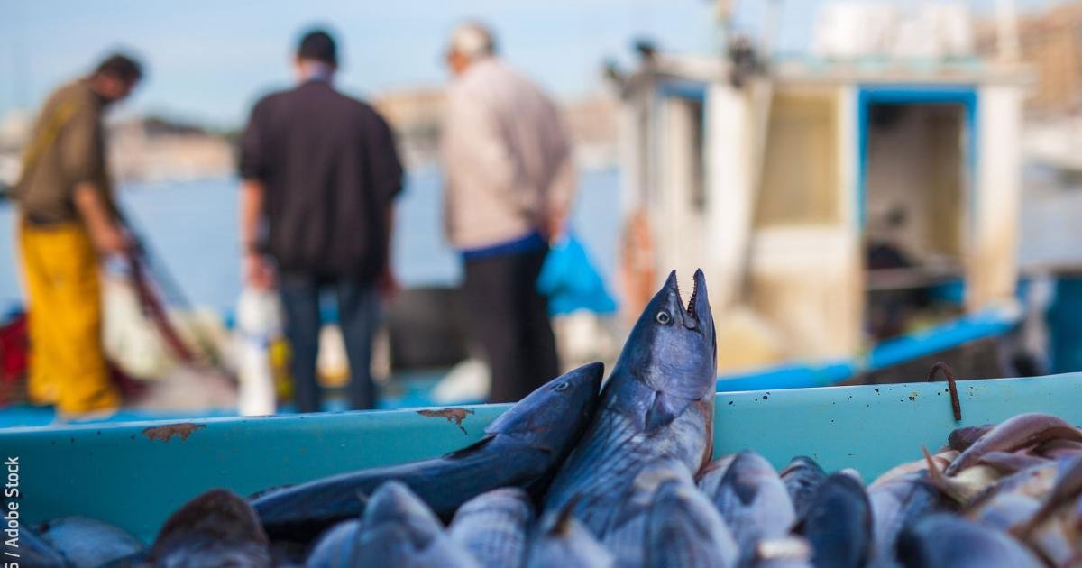 EU fisheries: fishing sustainability improves, but challenges remain