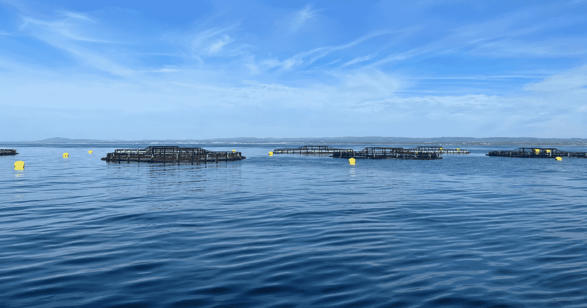 Pep4Fish begins offshore feeding trials