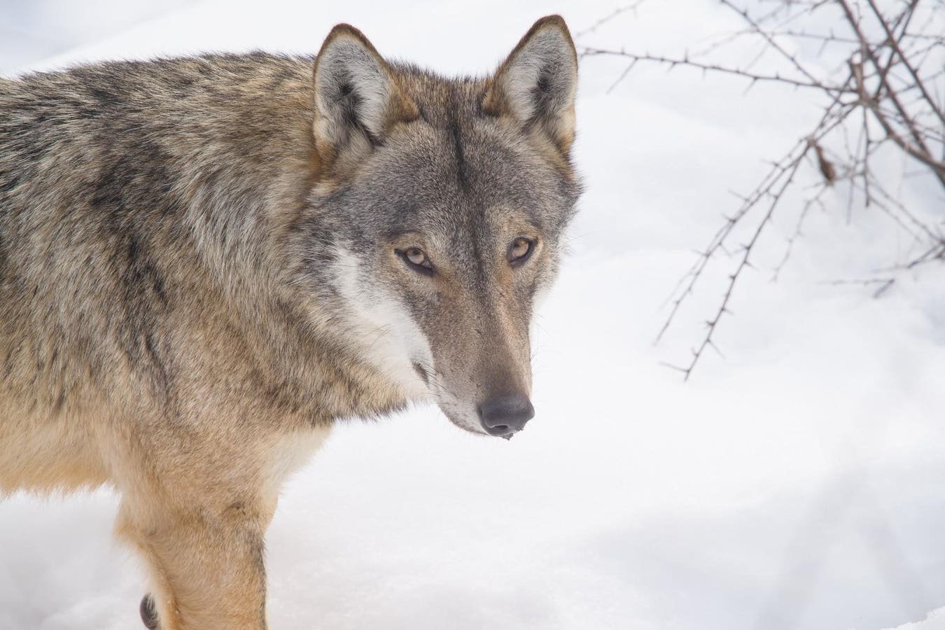 Wolf Populations Are Soaring Across Europe, And So Is Wildlife Tourism