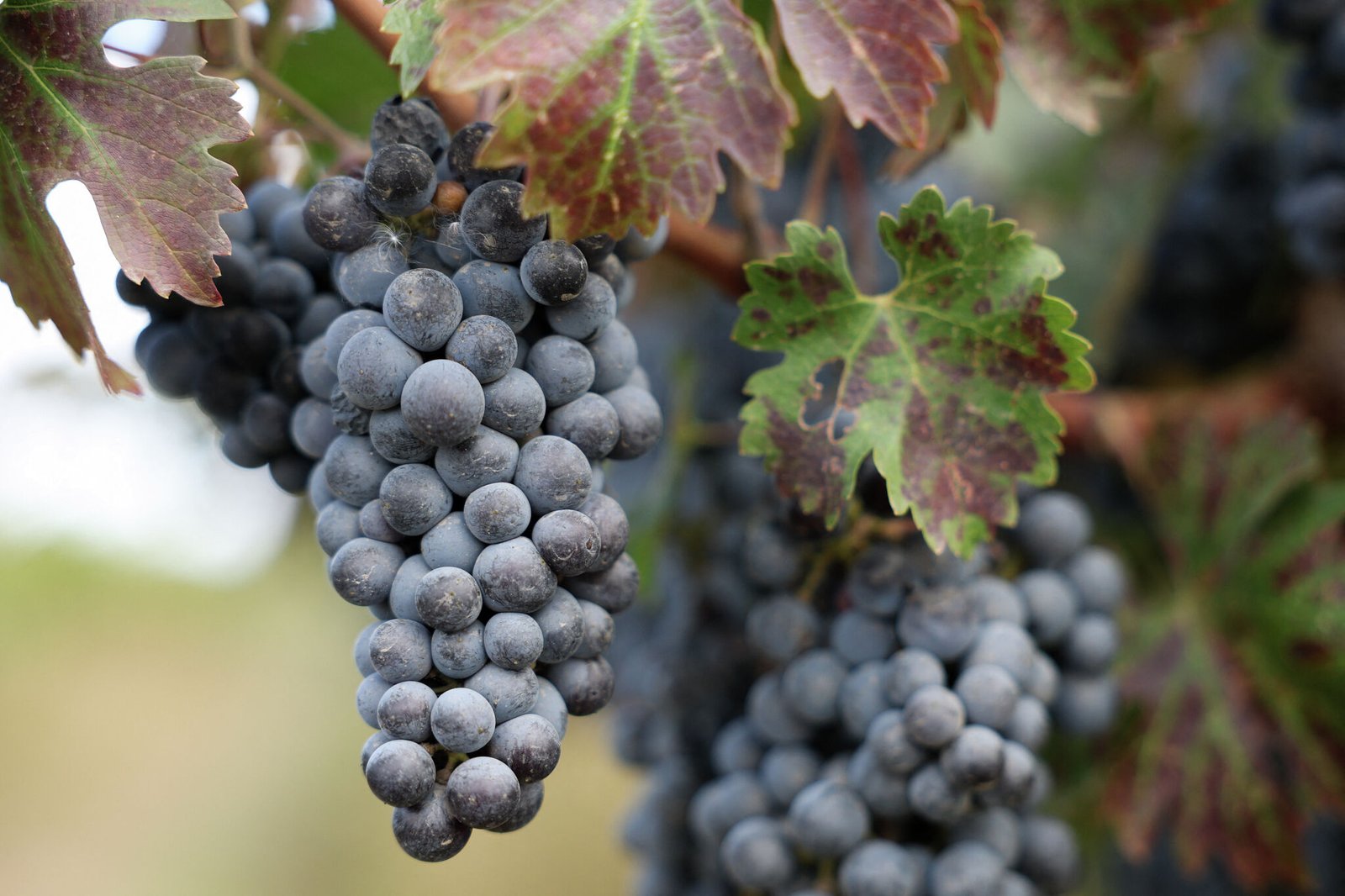Modesto company announces layoffs as wine industry struggles