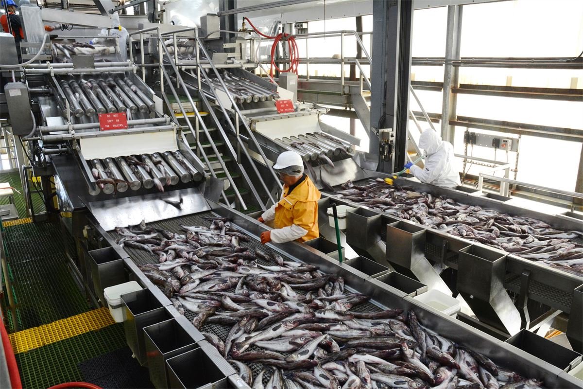 Why Russian seafood keeps evading European sanctions