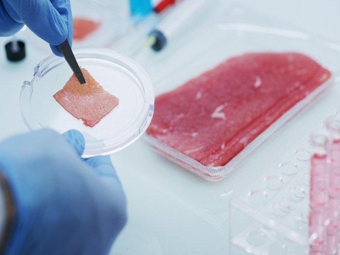 Improved muscle cells to beef up the cultivated meat industry | PROFUSE Project | Results in Brief | HORIZON | CORDIS
