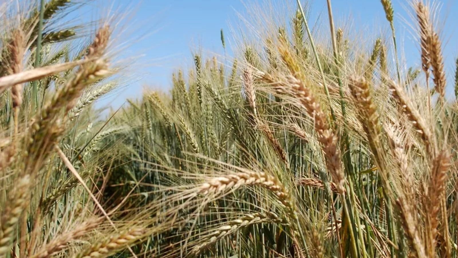 Mondelēz’s Harmony evolves into independent wheat sustainability initiative - Milling Middle East & Africa Magazine