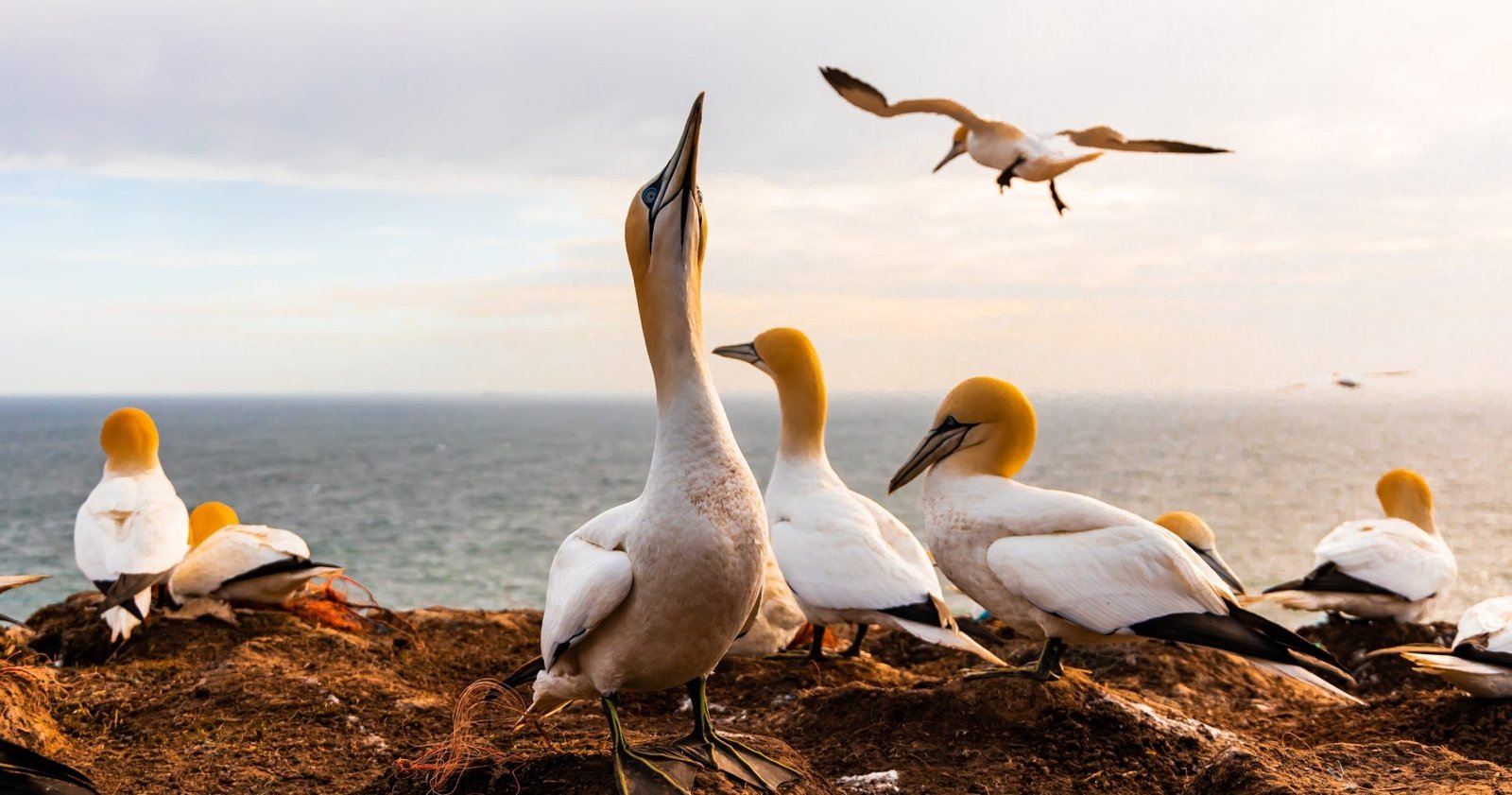 New assessment: Europe not on track to achieve a healthy ocean by 2030