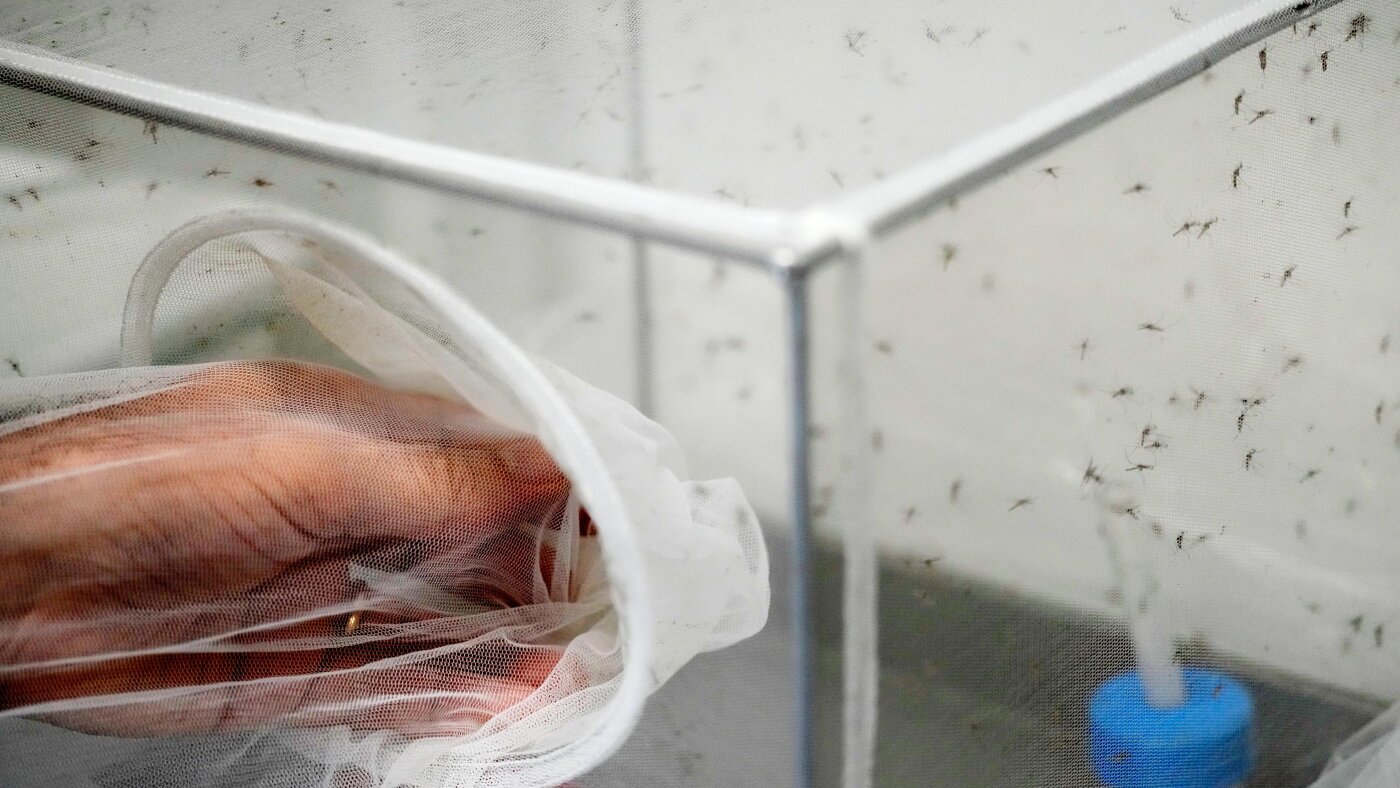 As Europe warms, Italy sees West Nile virus spread : NPR