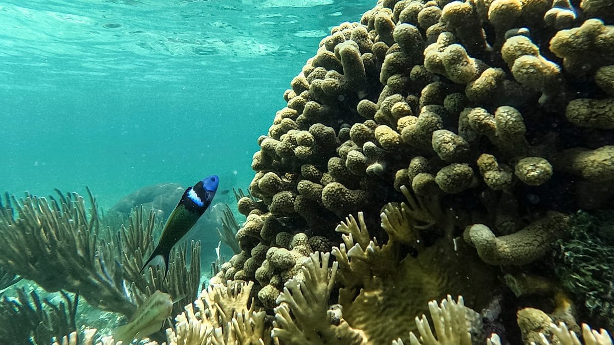 Wind-powered snow sleds and coral recovery hope: Positive environmental stories from 2026