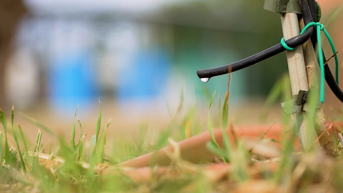 Olive trees irrigated with treated wastewater, a pilot project to combat drought