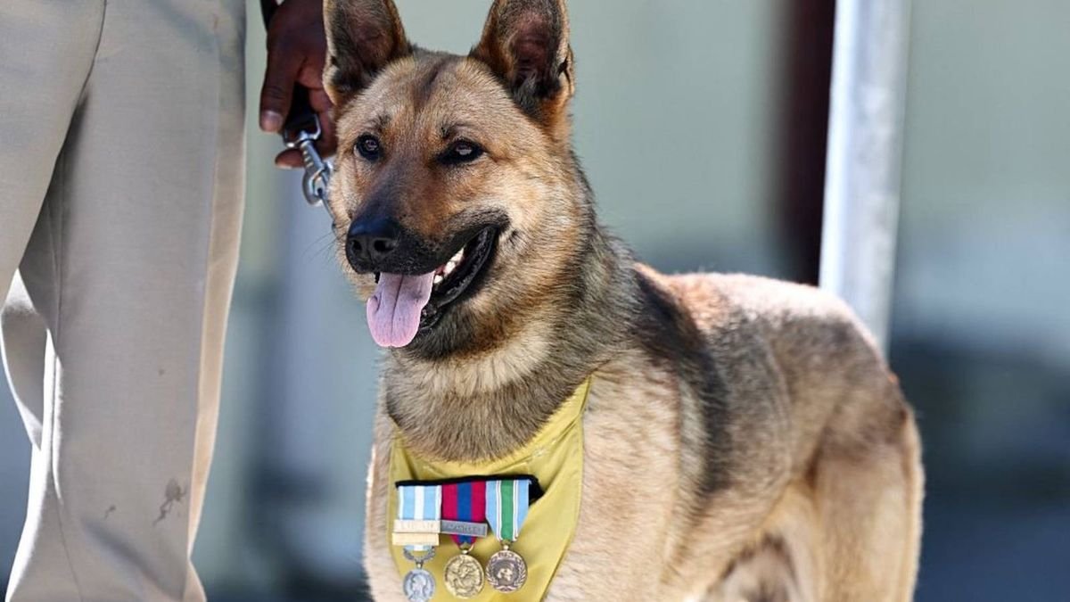 $200 million Warhound startup plans to genetically engineer the 'Captain America' of dogs for war