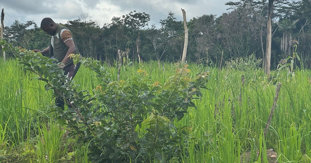 EU zero deforestation law could defuse a cocoa carbon bomb