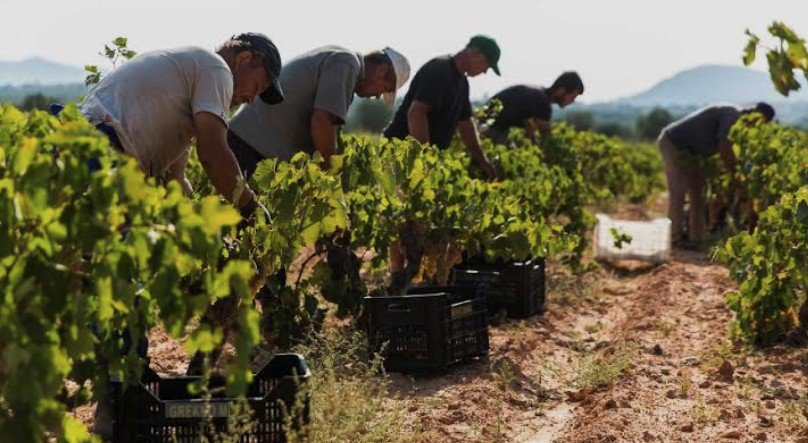 Vineyard workers harvesting grapes in a Greek vineyard during daylight.